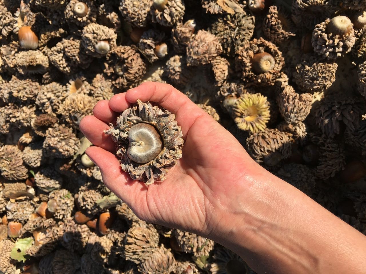 8η Γιορτή Βελανιδιού